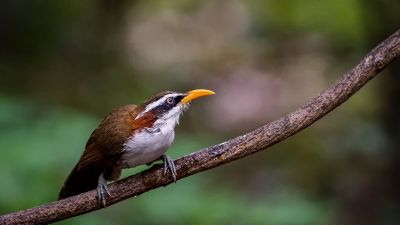 Himalajasäbler / White-browed Scimitar-babbler